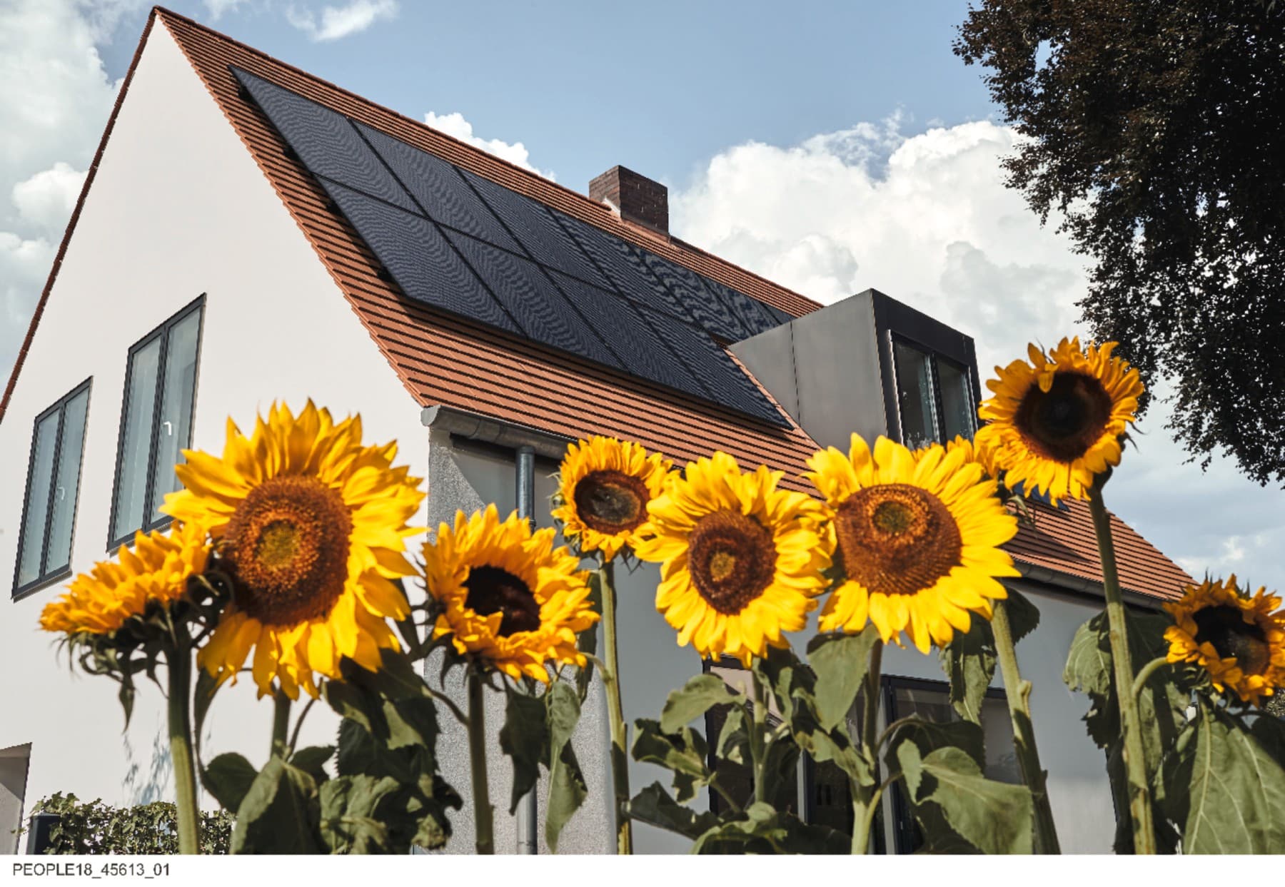 Za velikimi sončnicami stoji hiša. Na strehi so nameščeni sončni kolektorji, ki izkoriščajo sončno energijo za proizvodnjo električne energije.
